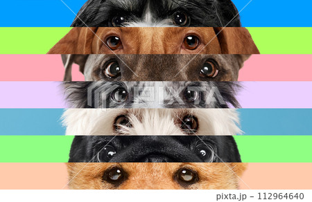 Striped collage made of close up shots of purebred dog's eyes against multicolored background. Cute little companions. 112964640