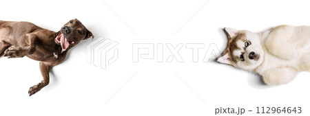 Banner. Brown dog and husky lying down opposite each other, both looking relaxed against white studio background. Copy space. 112964643