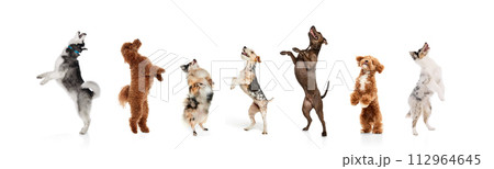 Banner. Collage. Dogs of different breeds jumping happily on their hind legs against white studio background. 112964645