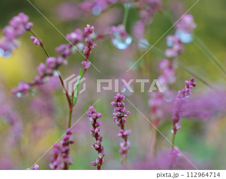 雨に濡れたイヌタデの花 雨に濡れたイヌタデの花 112964714