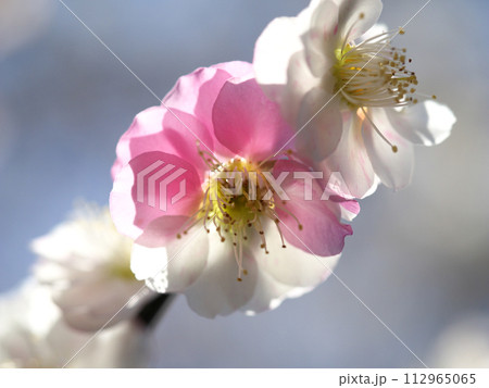 2色の花弁の咲く梅の花 2色の花弁の咲く梅の花 112965065