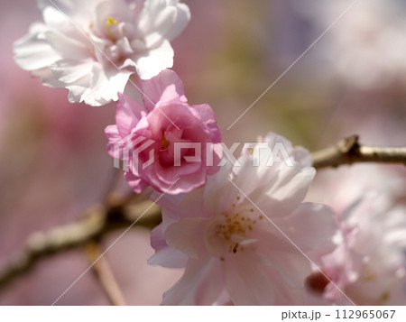 春の訪れを告げる桜のマクロ写真 春の訪れを告げる桜のマクロ写真 112965067
