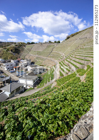 遊子水荷浦の段畑（愛媛県宇和島市） 112965273