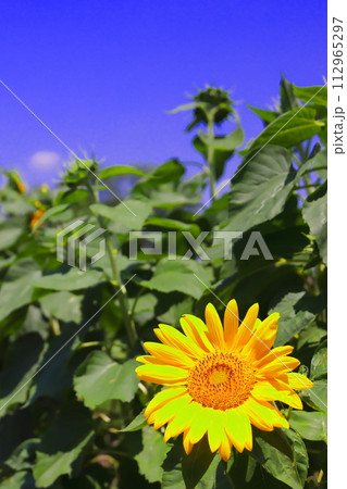 夏の花といえば黄色いヒマワリ 夏の花といえば黄色いヒマワリ 112965297