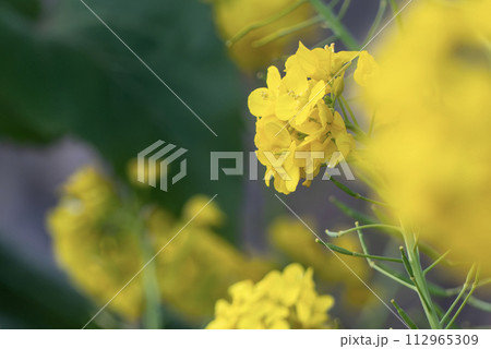 公園に菜の花咲いた　春の到来 112965309