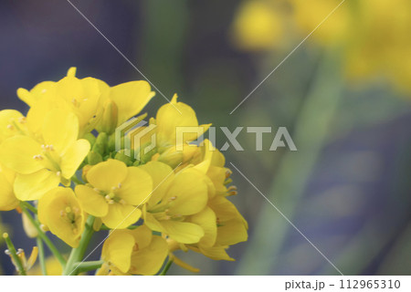 公園に菜の花咲いた　春の到来 112965310