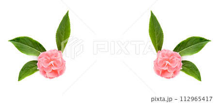 Balsam flowers isolated on white. Wide photo. Collage. Free space for text. 112965417