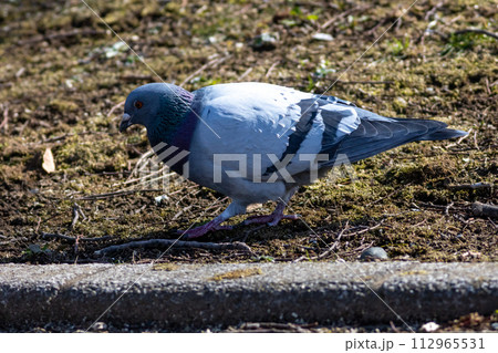 ハト　カワラバト 112965531