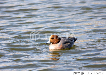 ヒドリガモ　オス 112965752