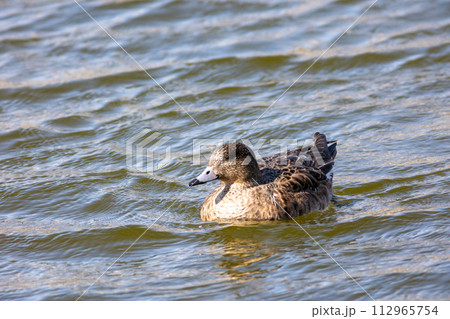 ヒドリガモ メス ヒドリガモ メス 112965754
