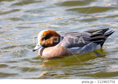 ヒドリガモ オス ヒドリガモ オス 112965758