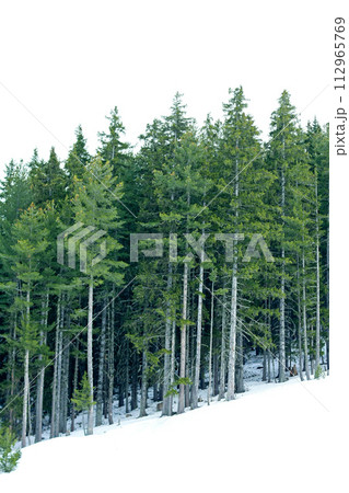 Conifer trees 112965769