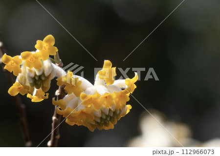 早春に色づきはじめたミツマタの花 112966073