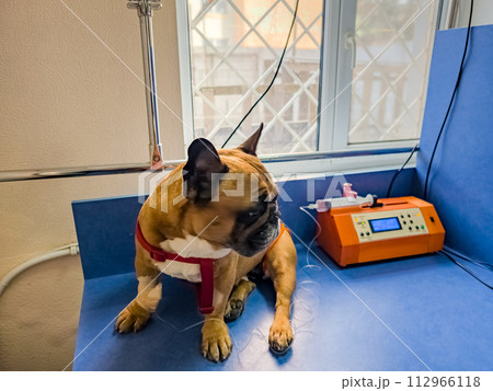 A French bulldog is being treated at a veterinary clinic. IV with catheter in the paw. 112966118