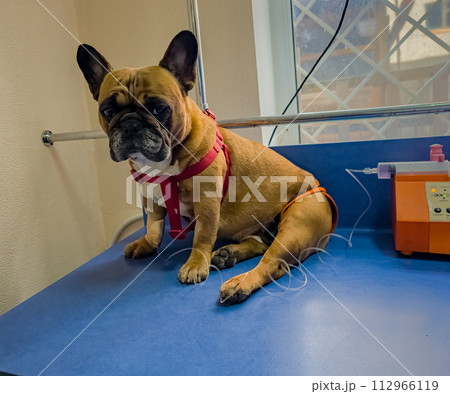 A French bulldog is being treated at a veterinary clinic. IV with catheter in the paw. 112966119