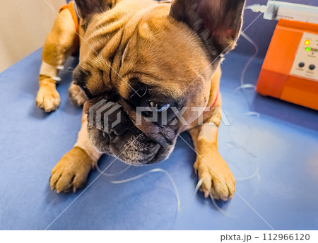 A French bulldog is being treated at a veterinary clinic. IV with catheter in the paw. 112966120