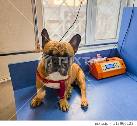 A French bulldog is being treated at a veterinary clinic. IV with catheter in the paw. 112966122