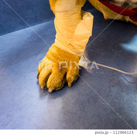 A French bulldog is being treated at a veterinary clinic. IV with catheter in the paw. 112966123