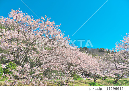 南足柄市　森と水の公園の春めき桜 112966124