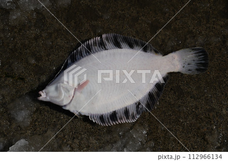 クロガレイ 112966134