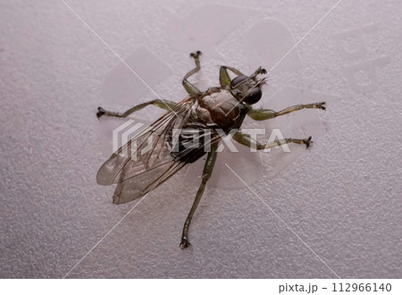 シラミバエ 112966140