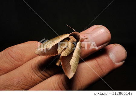 ムラサキシャチホコ 112966148