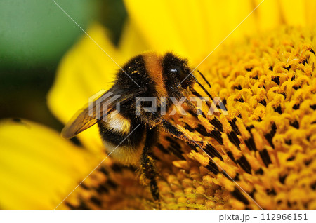 セイヨウオオマルハナバチ 112966151