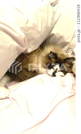 布団で眠る猫 112966419
