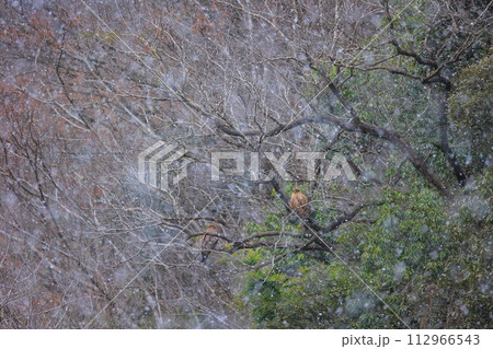 徳島県 美馬市 山奥の降雪と野鳥 112966543