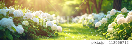 Panoramic view of the beautiful garden with blooming hydrangeas and rhododendrons. Panoramic view of the beautiful garden with blooming hydrangeas and rhododendrons. 112966712