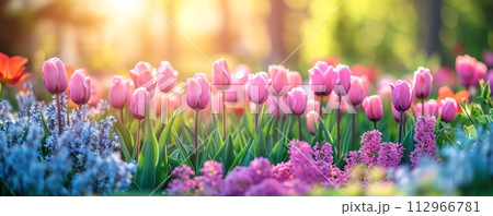 Close-up panoramic view of the beautiful blooming tulips and hyacinths garden in spring. 112966781