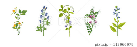 Meadow Fragrant Herb and Herbaceous Flowering Plant Vector Set Meadow Fragrant Herb and Herbaceous Flowering Plant Vector Set 112966979