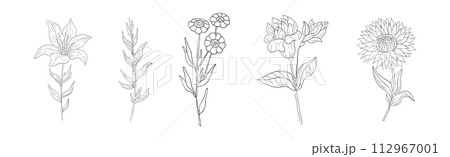 Meadow Plant and Flower on Stem Linear Vector Set 112967001