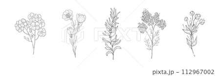 Meadow Plant and Flower on Stem Linear Vector Set Meadow Plant and Flower on Stem Linear Vector Set 112967002