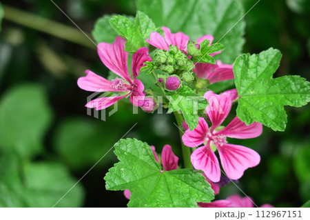気高く威厳に満ちた花 気高く威厳に満ちた花 112967151