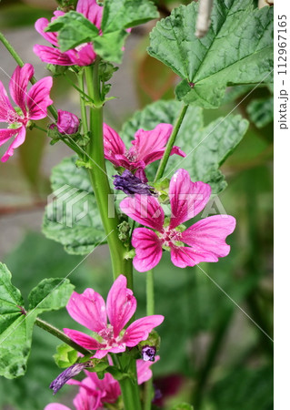 気高く威厳に満ちた花 112967165
