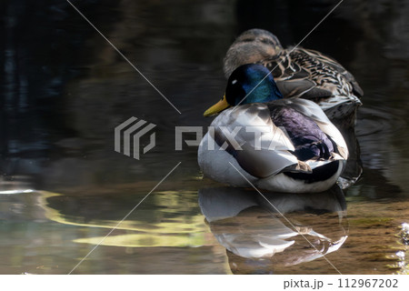 池のマガモのカップル 池のマガモのカップル 112967202