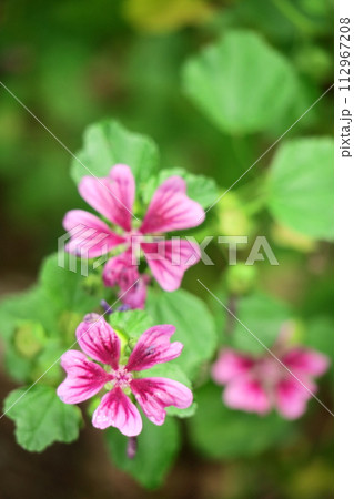 気高く威厳に満ちた花 112967208