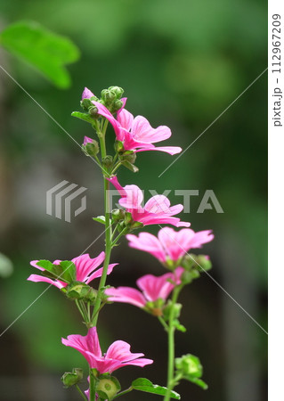 気高く威厳に満ちた花 112967209