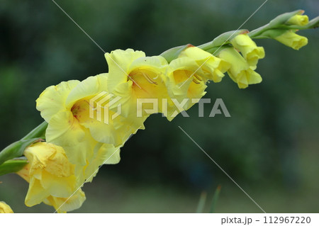 気高く威厳に満ちた花 気高く威厳に満ちた花 112967220
