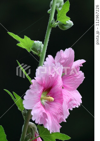 気高く威厳に満ちた花 112967226