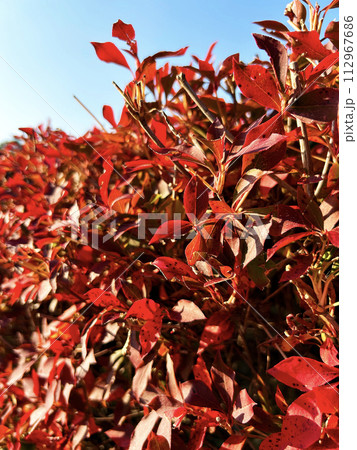 真っ赤に紅葉したドウダンツツジ 真っ赤に紅葉したドウダンツツジ 112967686