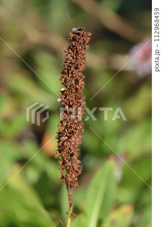 Fleece flower Fleece flower 112968459