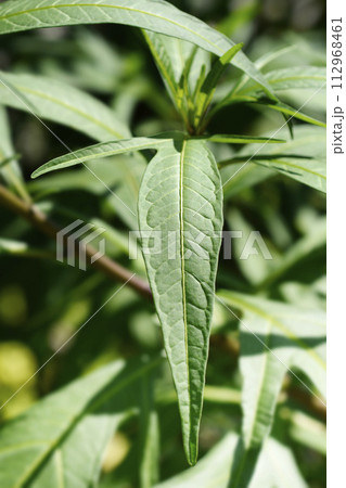 Kangaroo apple 112968461