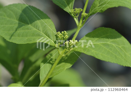 Beautyberry Leucocarpa 112968464
