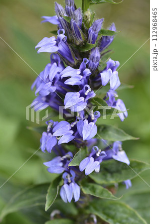 Great blue lobelia 112968465