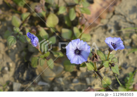 Prostrate bellflower 112968503