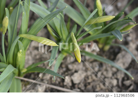 Daffodil Jetfire Daffodil Jetfire 112968506