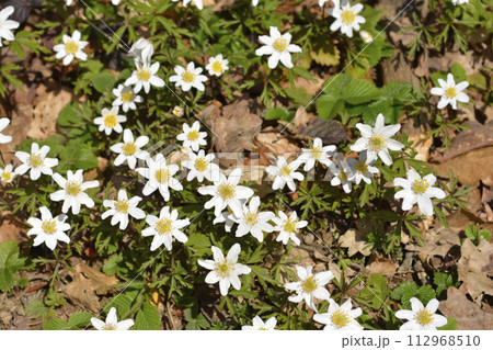 Wood anemone 112968510