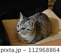 猫 猫 112968864